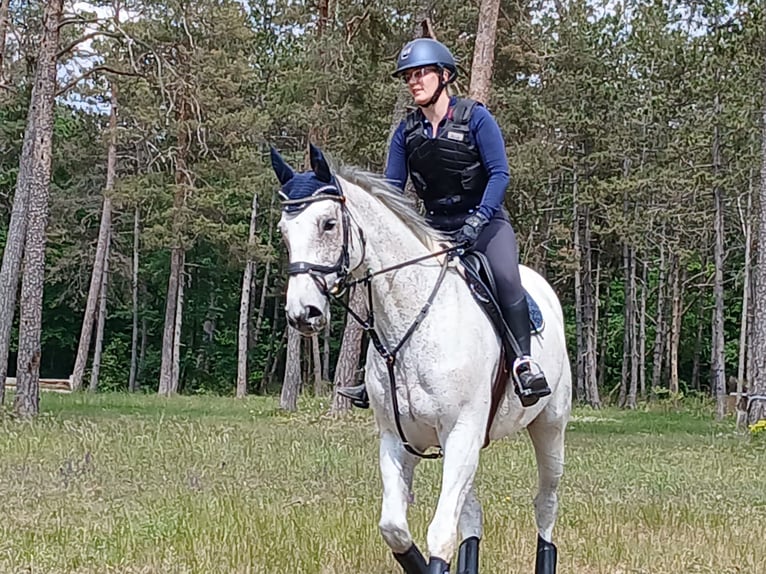 KWPN Merrie 13 Jaar 173 cm Schimmel in Großlangheim