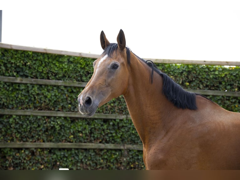 KWPN Merrie 13 Jaar 177 cm Bruin in Waddinxveen