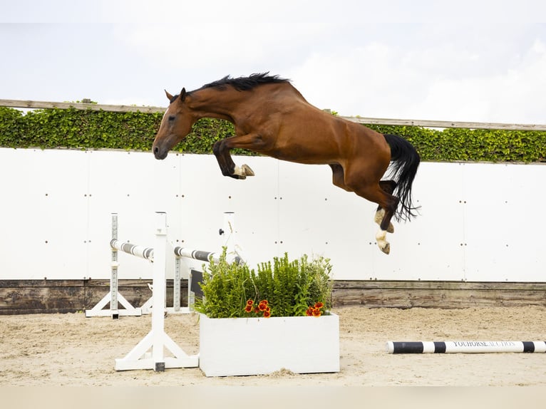 KWPN Merrie 13 Jaar 177 cm Bruin in Waddinxveen