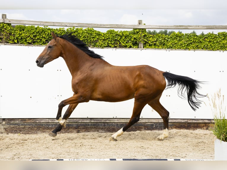 KWPN Merrie 13 Jaar 177 cm Bruin in Waddinxveen