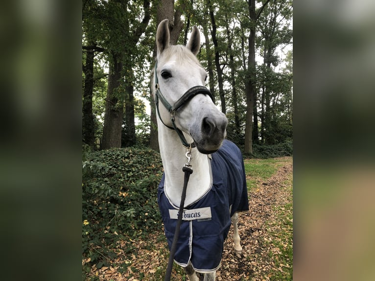 KWPN Merrie 13 Jaar Schimmel in Scheeßel