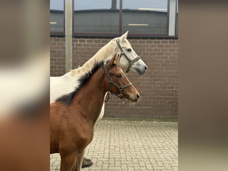 KWPN Merrie 13 Jaar Schimmel in Scheeßel