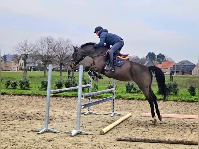 KWPN Merrie 14 Jaar 162 cm  in GROTE-BROGEL