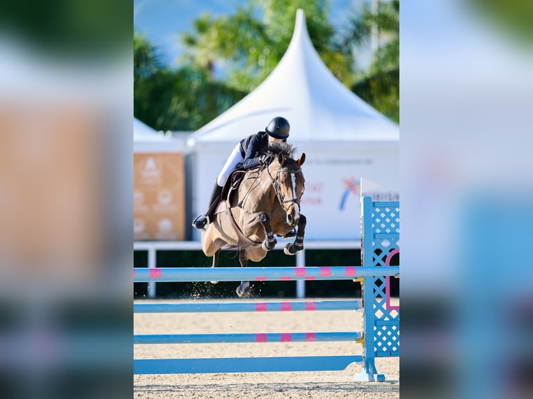 KWPN Merrie 14 Jaar 163 cm Bruin in Bottrop -Kirchhellen
