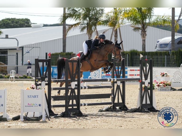 KWPN Merrie 14 Jaar 163 cm Bruin in Bottrop -Kirchhellen