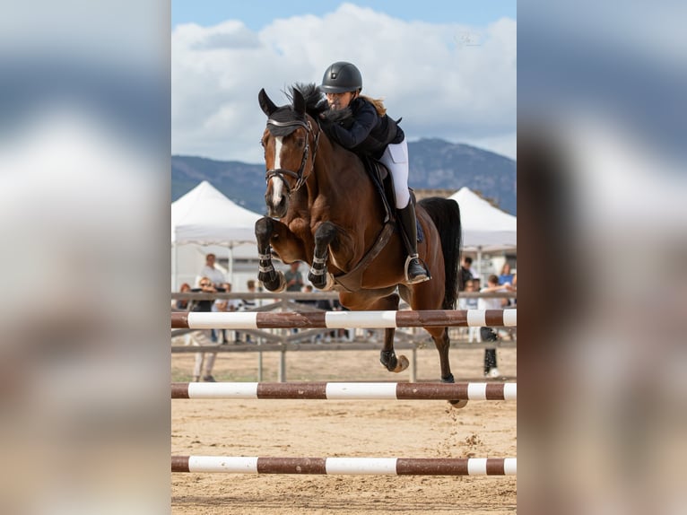 KWPN Merrie 14 Jaar 163 cm Bruin in Bottrop -Kirchhellen
