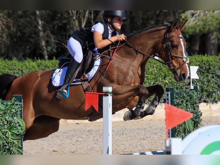 KWPN Merrie 14 Jaar 163 cm Bruin in Bottrop -Kirchhellen