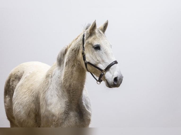 KWPN Merrie 14 Jaar 163 cm  in Waddinxveen