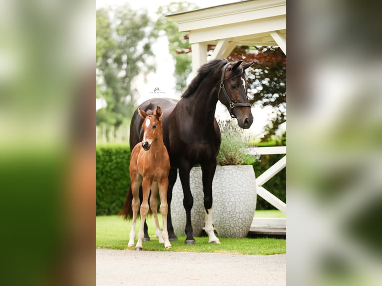 KWPN Merrie 14 Jaar 163 cm Zwartbruin in Werkhoven