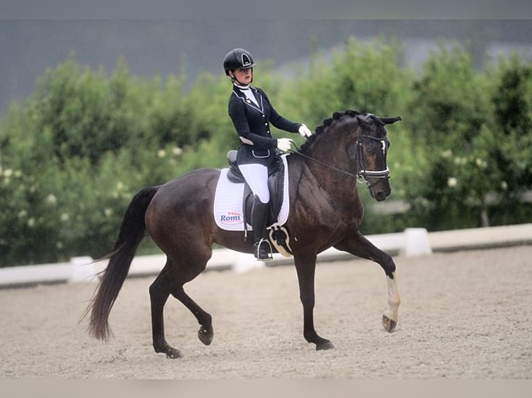 KWPN Merrie 14 Jaar 163 cm Zwartbruin in Werkhoven