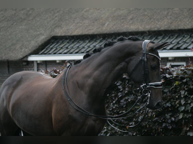 KWPN Merrie 14 Jaar 163 cm Zwartbruin in Werkhoven