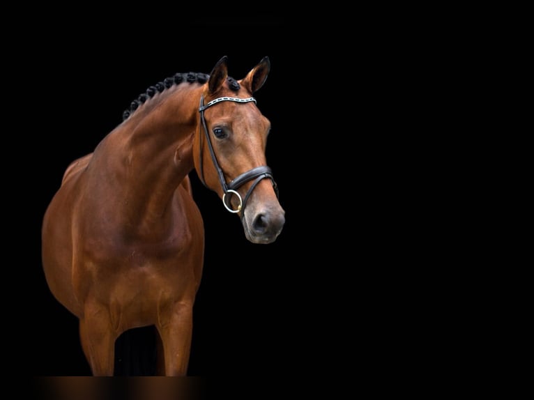 KWPN Merrie 14 Jaar 164 cm Bruin in Ederveen