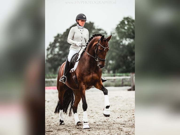 KWPN Merrie 14 Jaar 164 cm Bruin in Oldenzaal