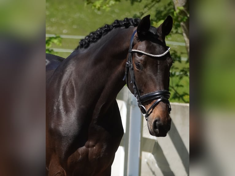 KWPN Merrie 14 Jaar 165 cm Bruin in Nettersheim