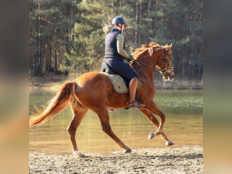 KWPN Merrie 14 Jaar 165 cm Donkere-vos in Doesburg