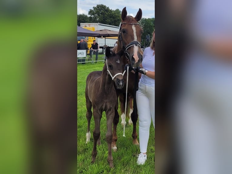 KWPN Merrie 14 Jaar 165 cm Donkere-vos in Doesburg