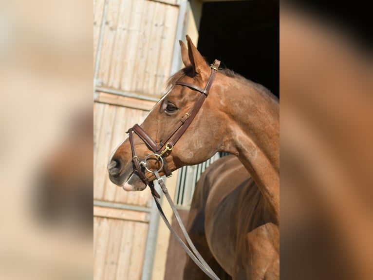 KWPN Merrie 14 Jaar 165 cm Donkere-vos in Geilenkirchen