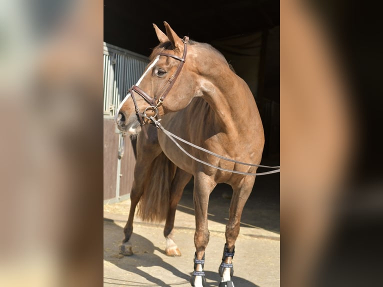 KWPN Merrie 14 Jaar 165 cm Donkere-vos in Geilenkirchen