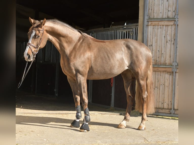 KWPN Merrie 14 Jaar 165 cm Donkere-vos in Geilenkirchen