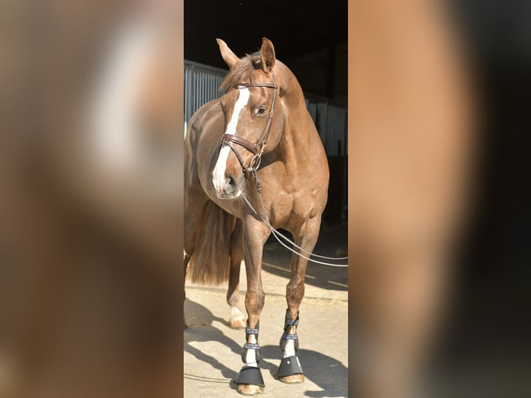 KWPN Merrie 14 Jaar 165 cm Donkere-vos in Geilenkirchen