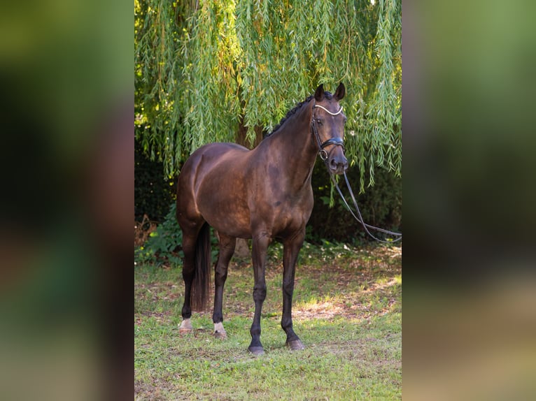 KWPN Merrie 14 Jaar 165 cm Zwart in Debrecen
