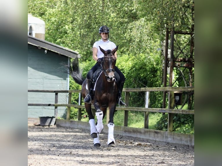 KWPN Merrie 14 Jaar 166 cm Donkerbruin in Heemskerk