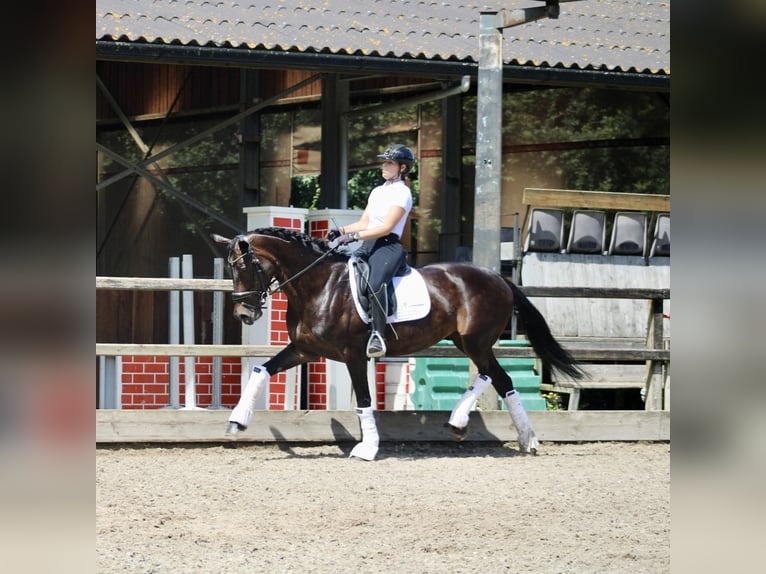 KWPN Merrie 14 Jaar 166 cm Donkerbruin in Heemskerk