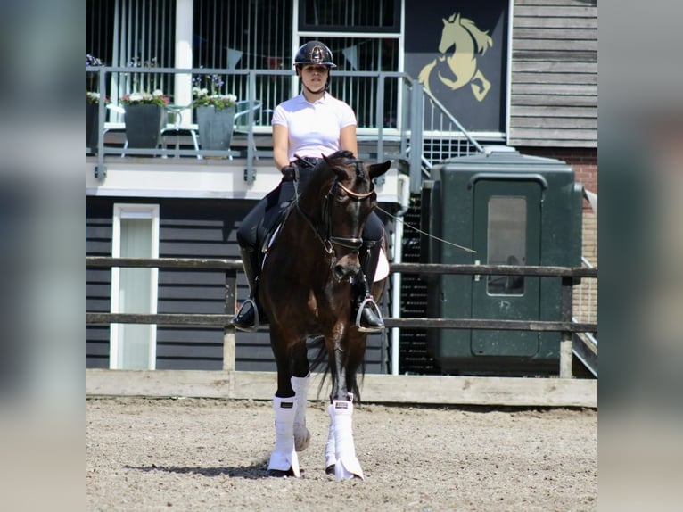 KWPN Merrie 14 Jaar 166 cm Donkerbruin in Heemskerk