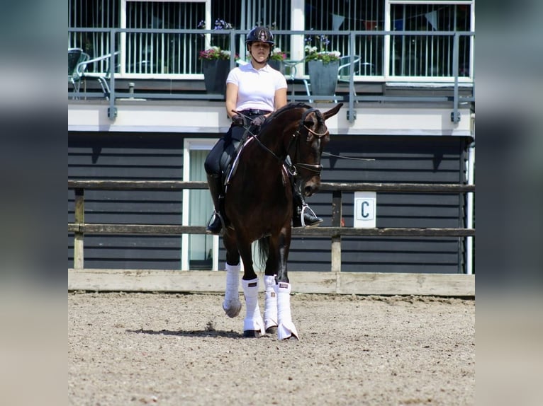 KWPN Merrie 14 Jaar 166 cm Donkerbruin in Heemskerk