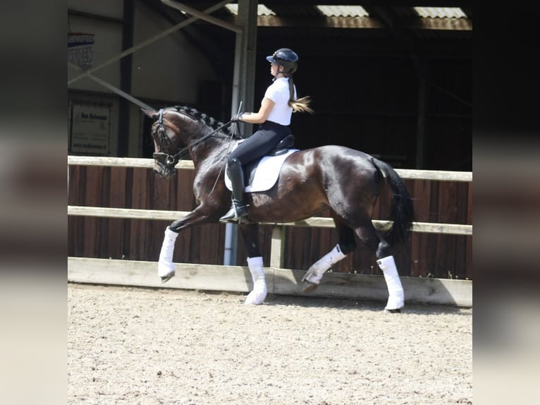 KWPN Merrie 14 Jaar 166 cm Donkerbruin in Heemskerk