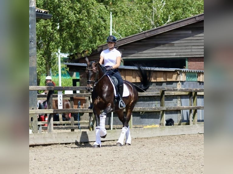 KWPN Merrie 14 Jaar 166 cm Donkerbruin in Heemskerk