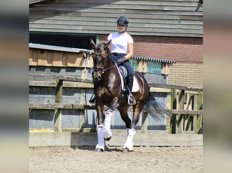 KWPN Merrie 14 Jaar 166 cm Donkerbruin in Heemskerk