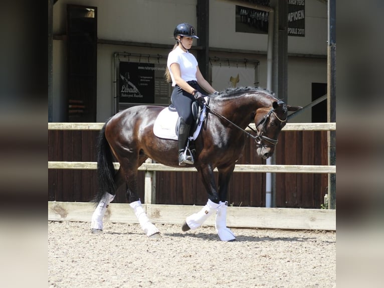 KWPN Merrie 14 Jaar 166 cm Donkerbruin in Heemskerk