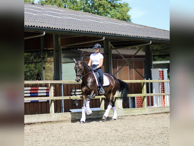 KWPN Merrie 14 Jaar 166 cm Donkerbruin in Heemskerk