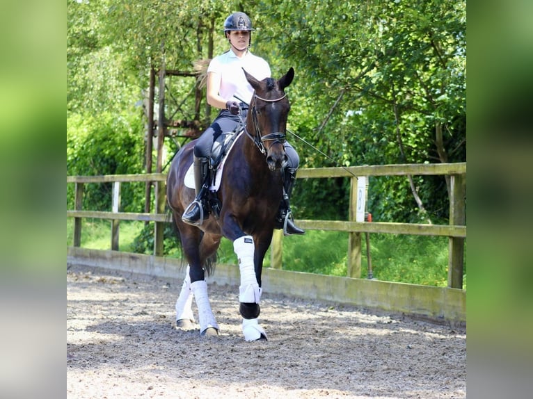 KWPN Merrie 14 Jaar 166 cm Donkerbruin in Heemskerk