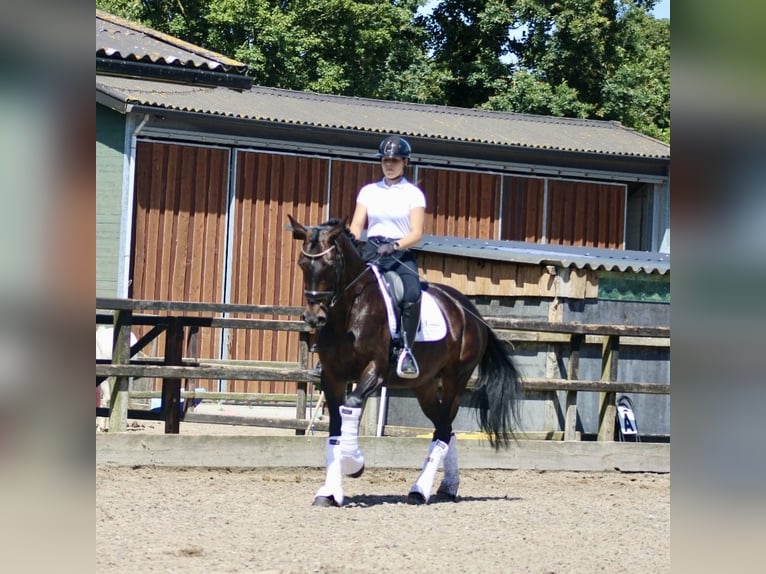 KWPN Merrie 14 Jaar 166 cm Donkerbruin in Heemskerk