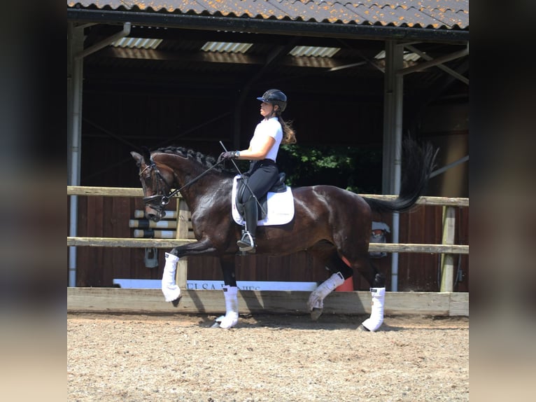 KWPN Merrie 14 Jaar 166 cm Donkerbruin in Heemskerk