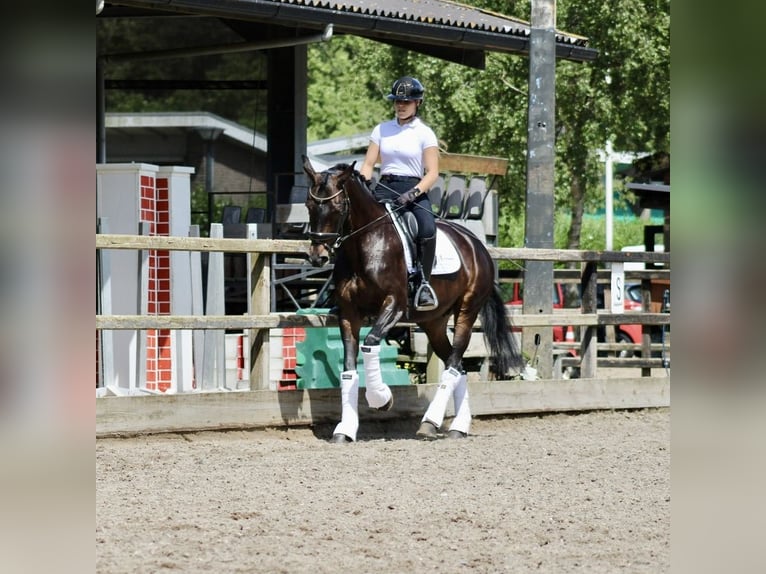 KWPN Merrie 14 Jaar 166 cm Donkerbruin in Heemskerk