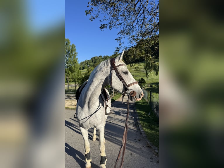 KWPN Merrie 14 Jaar 166 cm Schimmel in Aesch BL