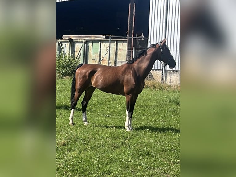 KWPN Merrie 14 Jaar 167 cm Bruin in Niederneisen