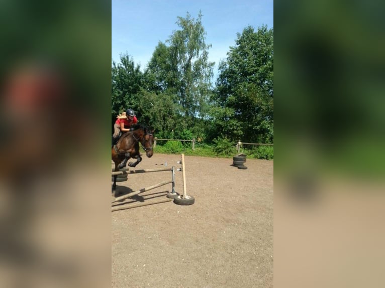 KWPN Merrie 14 Jaar 167 cm Bruin in Donaueschingen