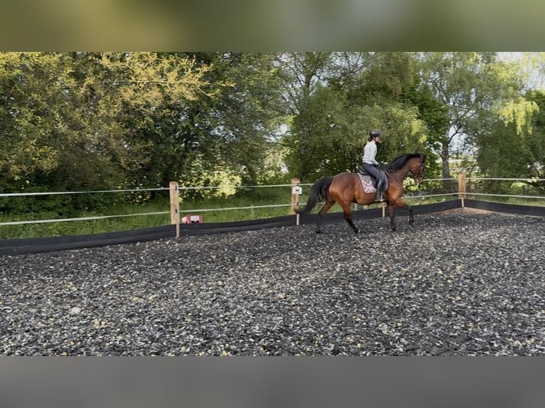 KWPN Merrie 14 Jaar 167 cm Bruin in Donaueschingen