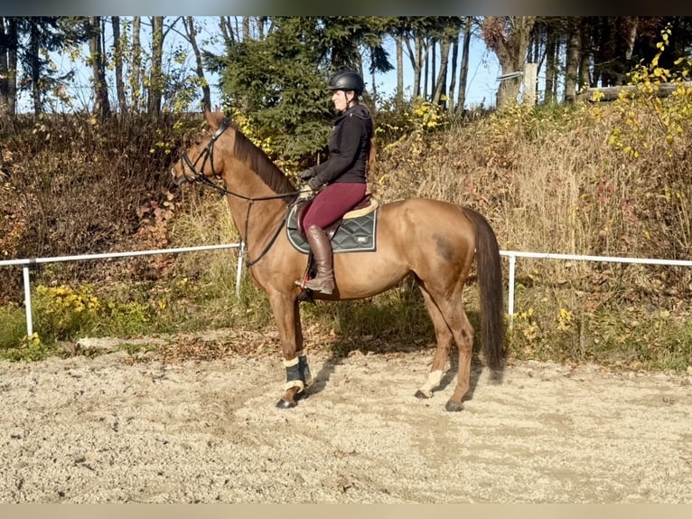 KWPN Merrie 14 Jaar 167 cm Vos in Pelmberg