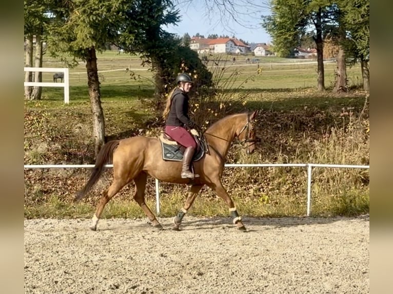 KWPN Merrie 14 Jaar 167 cm Vos in Pelmberg