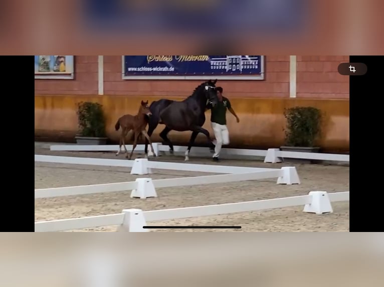 KWPN Merrie 14 Jaar 167 cm Zwartbruin in Rommerskirchen