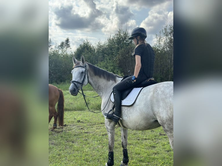 KWPN Mix Merrie 14 Jaar 168 cm Appelschimmel in Lääne-Virumaa