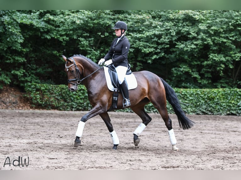 KWPN Merrie 14 Jaar 168 cm Bruin in Dalfsen
