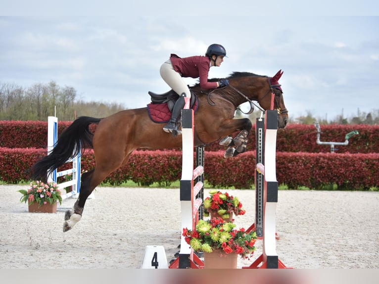 KWPN Merrie 14 Jaar 168 cm Bruin in Antegnate