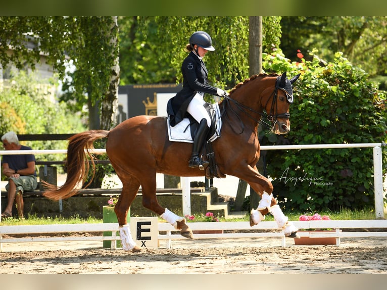 KWPN Merrie 14 Jaar 168 cm Vos in Alsdorf