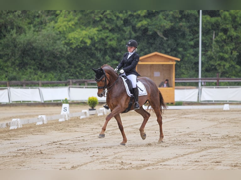 KWPN Merrie 14 Jaar 168 cm Vos in Alsdorf
